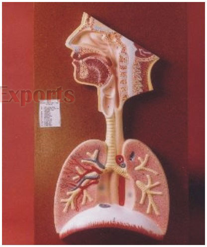 HUMAN RESPIRATORY SYSTEM